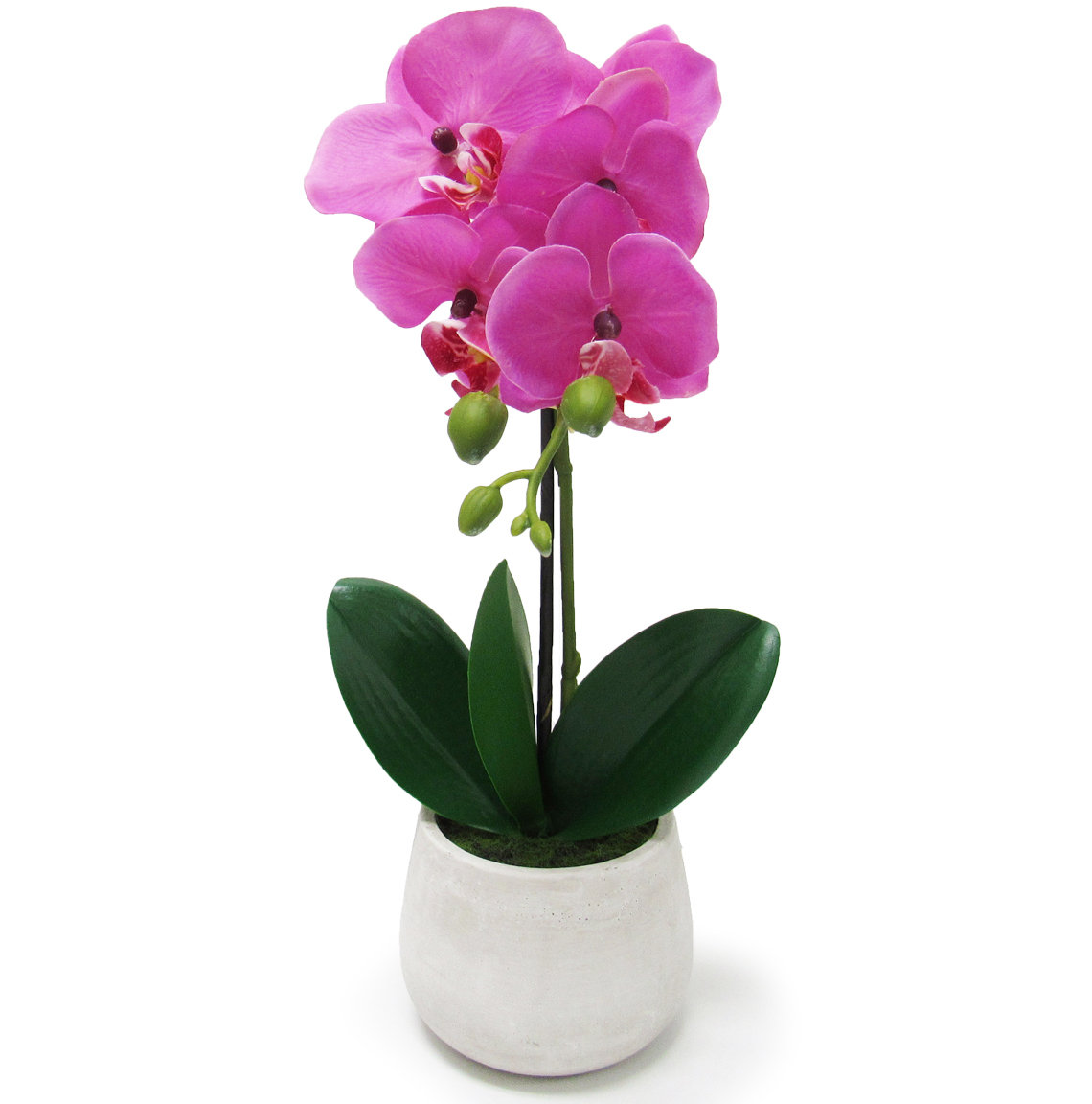 Rosdorf Park Phalaenopsis Orchids Floral Arrangements In Pot Reviews Wayfair