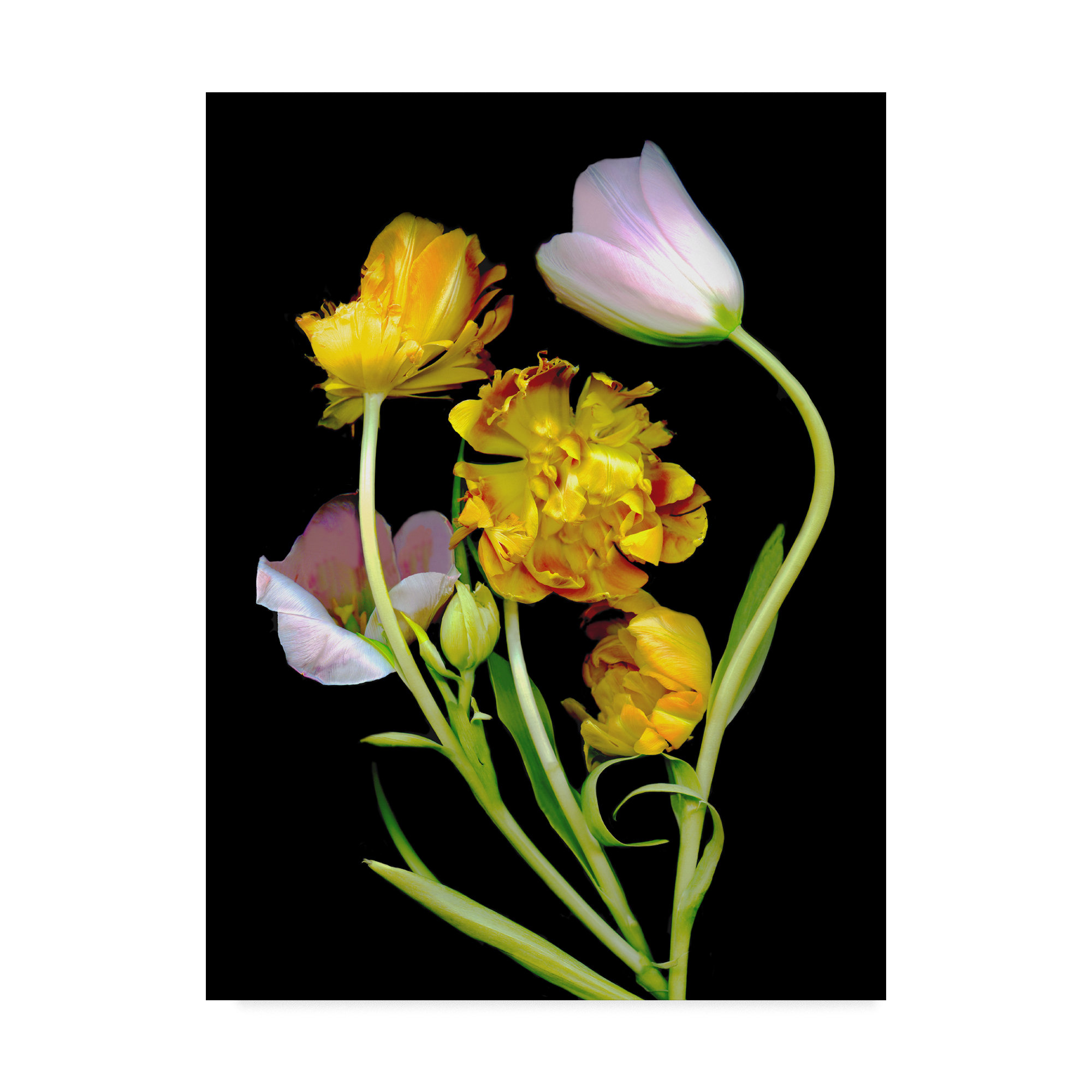 Trademark Art Tulips 2 Graphic Art Print On Wrapped Canvas Wayfair