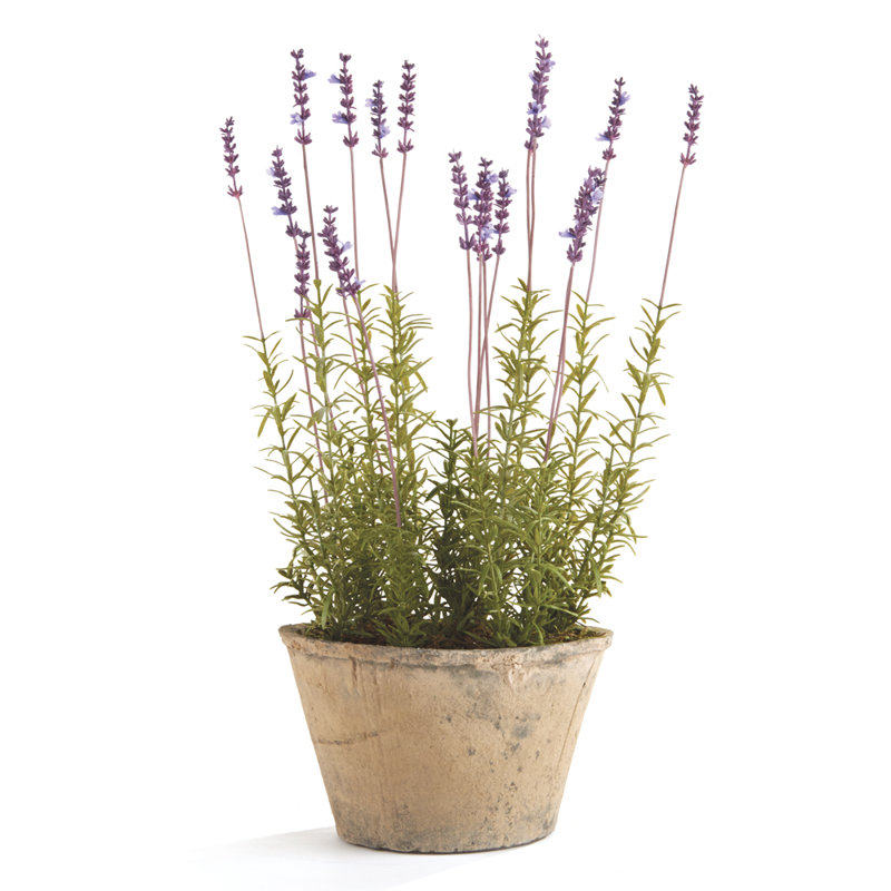 French Lavender Flower in Pot #Frenchlavender