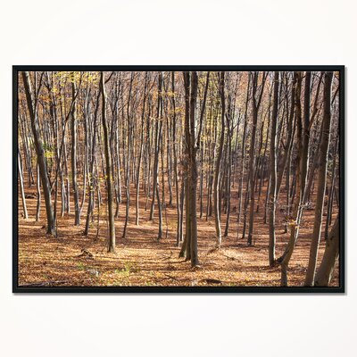 'Thick Carpathian Deciduous Forest' Framed Photographic Print on Wrapped Canvas East Urban Home Size: 30