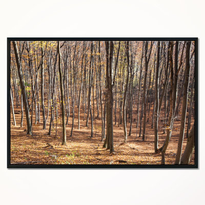 'Thick Carpathian Deciduous Forest' Framed Photographic Print on Wrapped Canvas East Urban Home Size: 30