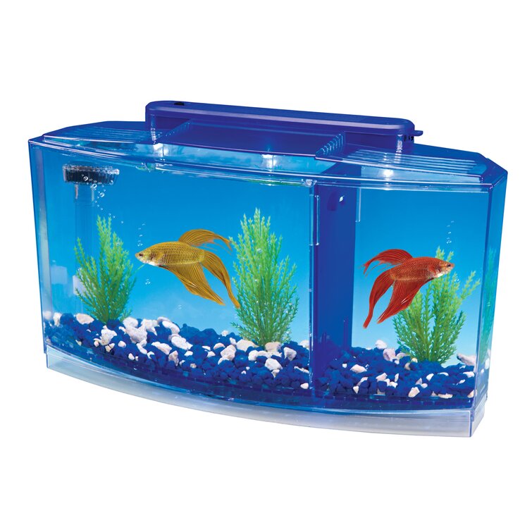 three betta fish tank