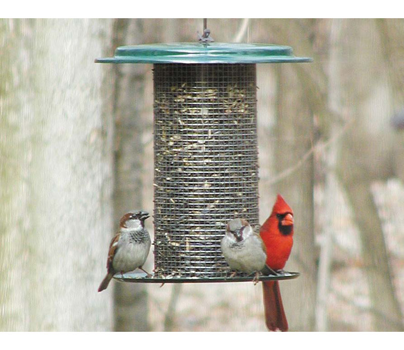 Birds Choice 3 Quart Sunflower Tube Bird Feeder Wayfair