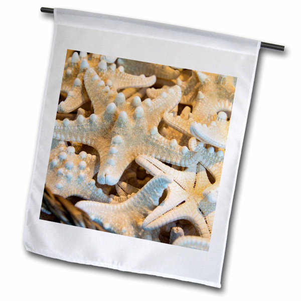 3drose Souvenir Dried Sea Stars Polyester 18 X 12 In Garden Flag Wayfair
