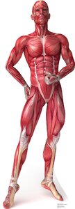 Anatomy+Muscle+System+Cardboard+Standup.jpg