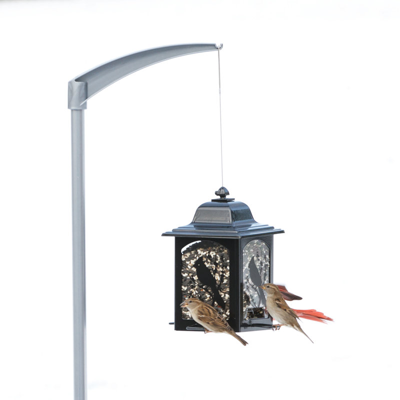 Perky Pet Universal Bird Feeder Pole Reviews Wayfair