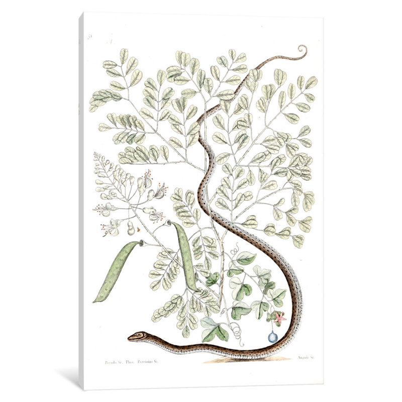 East Urban Home Catesby S Natural History Series Spotted Ribbon Snake Caesalpinia Brasiliensis Painting Print On Canvas Wayfair
