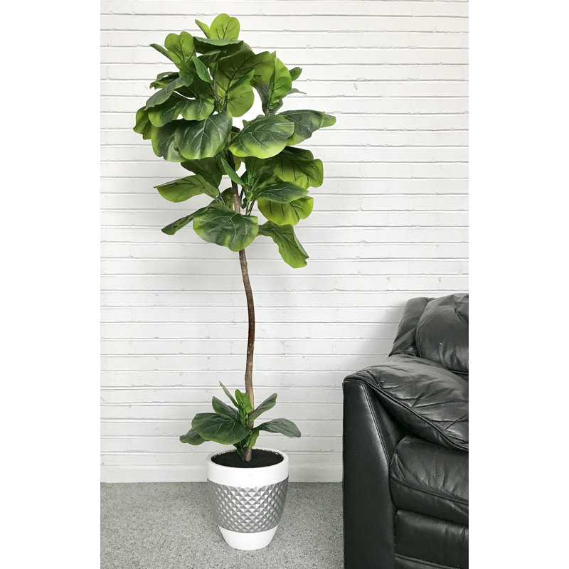 Laude Run Fiddle Leaf Fig Floor Palm Tree In Pot Reviews Wayfair Fiddle Leaf Fig Floor Palm Tree In Pot