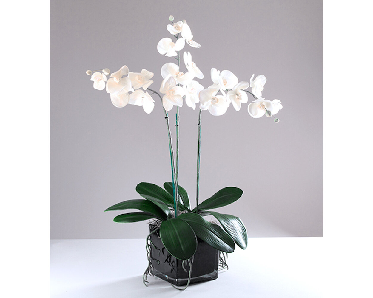 The Seasonal Aisle Phalaenopsis Orchid In Vase Reviews Wayfair Co Uk