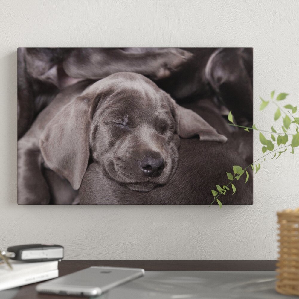 East Urban Home Weimaraner Puppy Sleeping Blue Short Haired