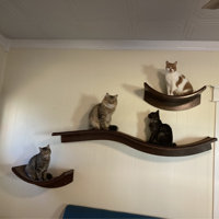 cleopatra leaf cat perch