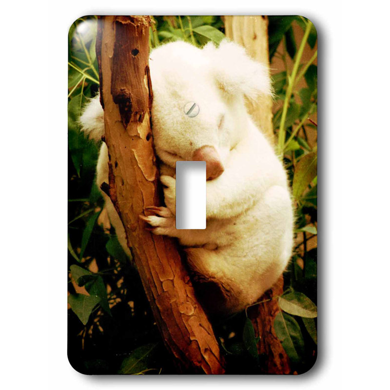 3drose Australia Koala Bear 1 Gang Toggle Light Switch Wall Plate Wayfair