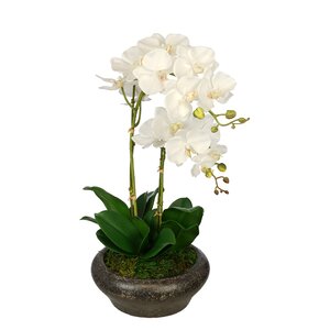 Artificial Double Stem Orchid in Stone Bowl