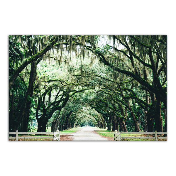 Spanish Moss Art Wayfair