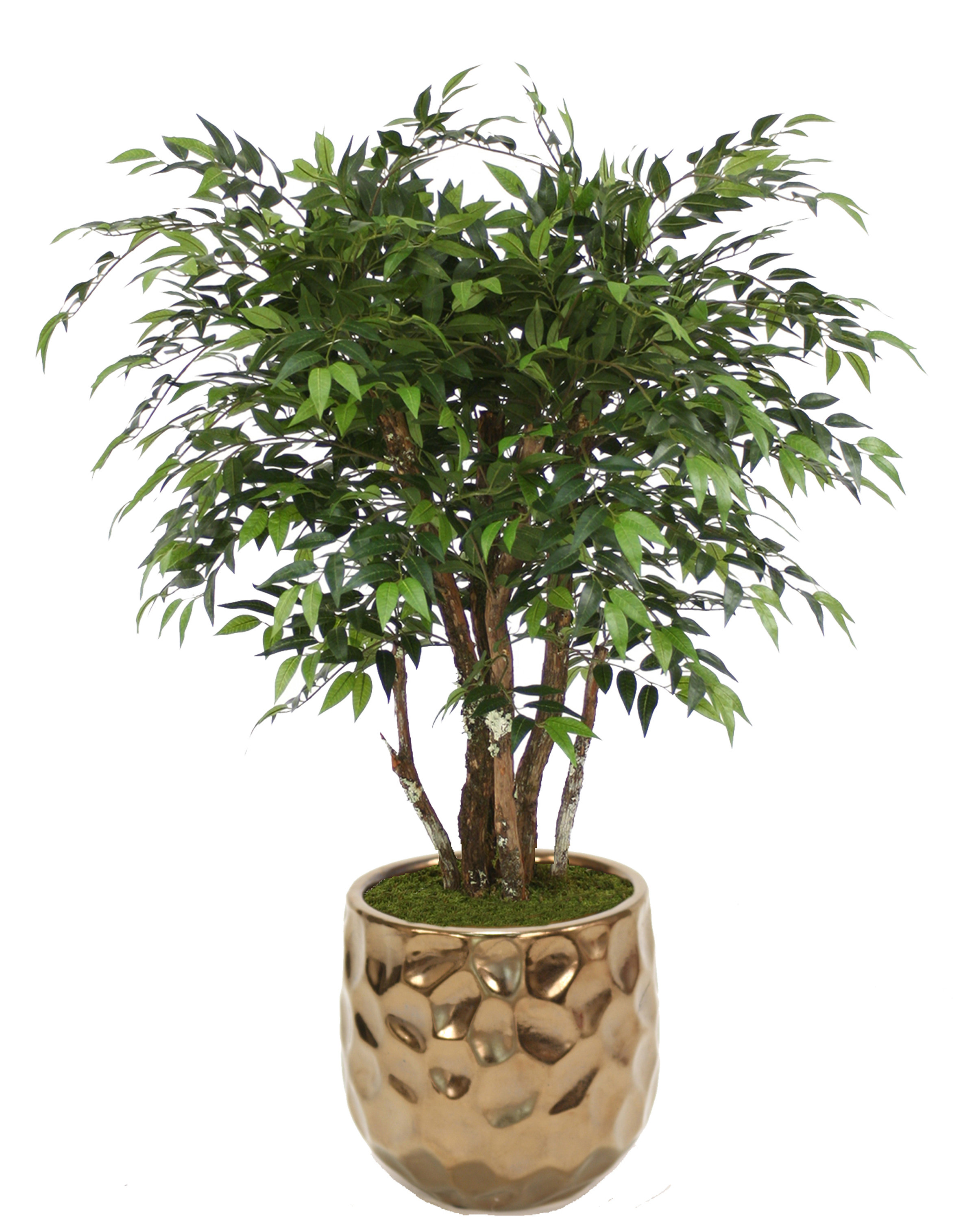 wayfair standing planter on Distinctive Designs Ruscus Tree In Planter Wayfair