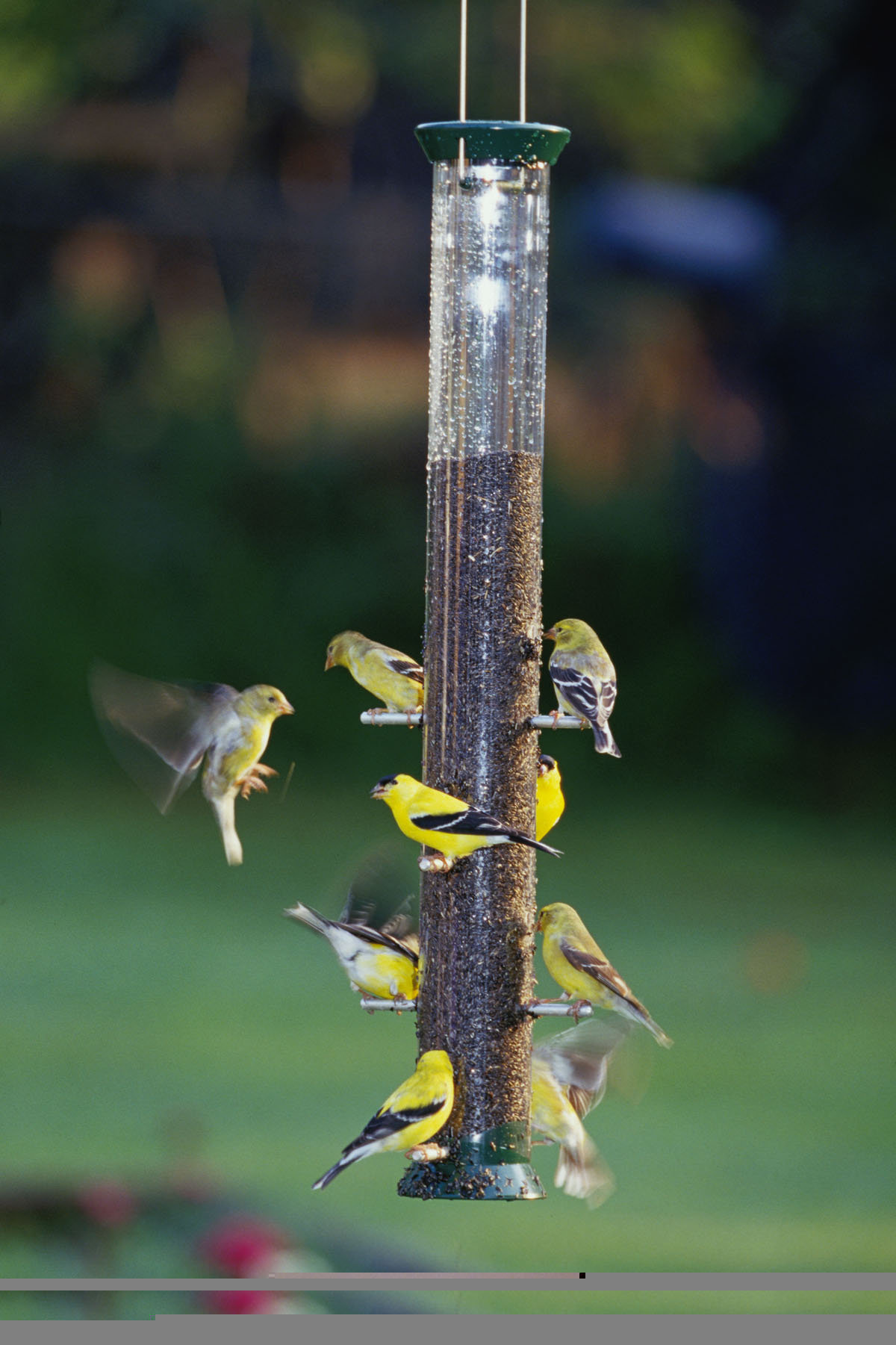 Yellow 1 5 Lb Capacity Stokes Select Topsy Turvy Finch Bird Feeder