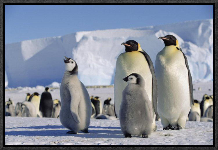 Penguins Arctic Picture SINGLE CANVAS WALL ART Print