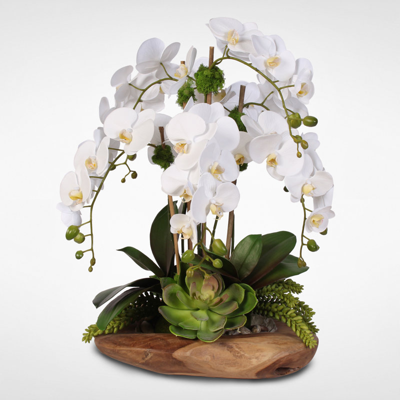 Greyleigh 6 Stem Phalaenopsis Silk Orchids With Succulents Floral Arrangement Reviews Wayfair