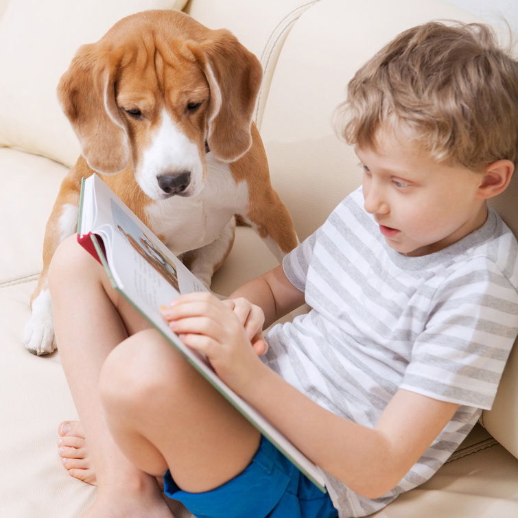 petmaker foldable pet staircase