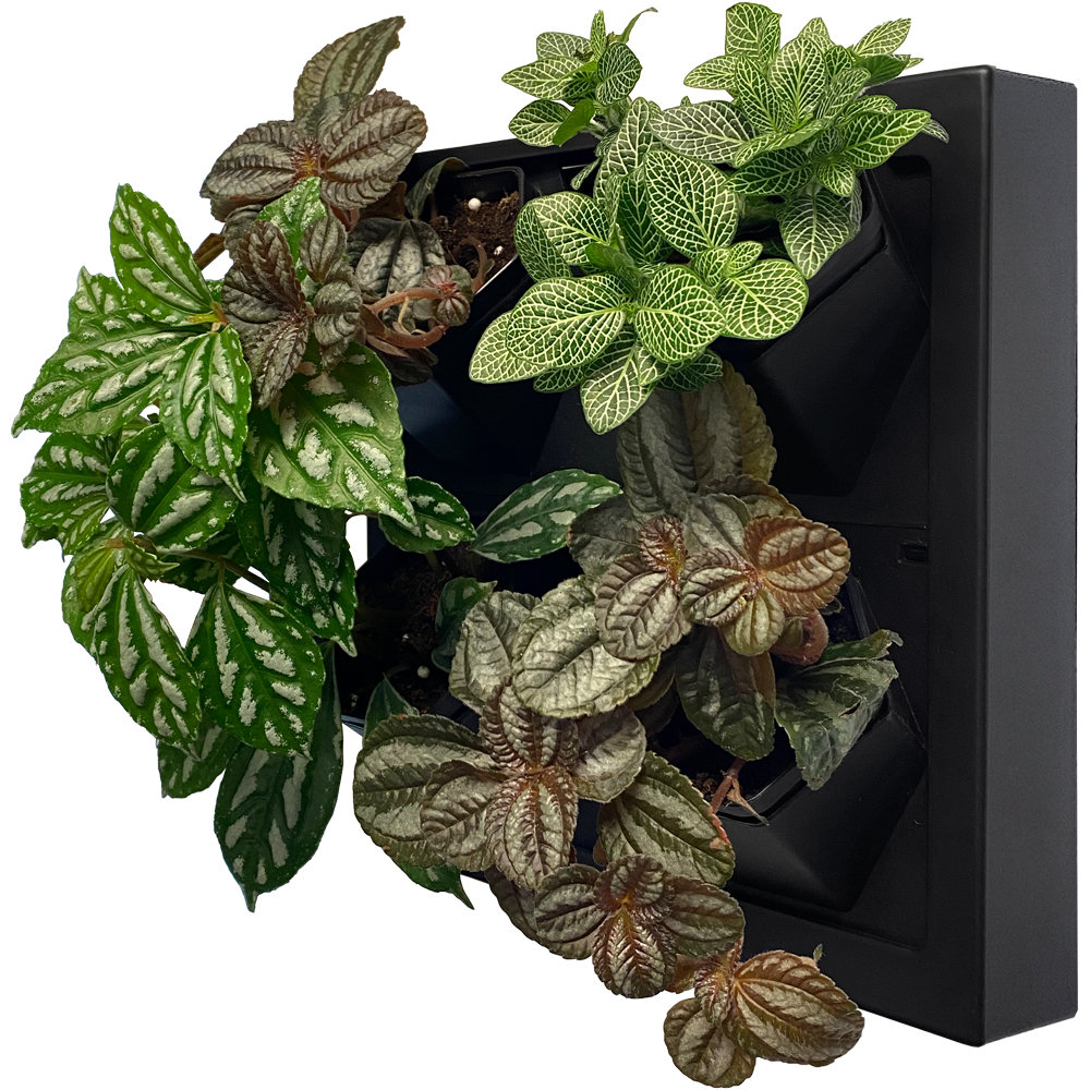 Steady Home Self Watering Plastic Wall Planter Wayfair