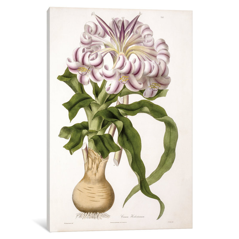 East Urban Home Wallich S Plantae Asiaticae Rariores Series