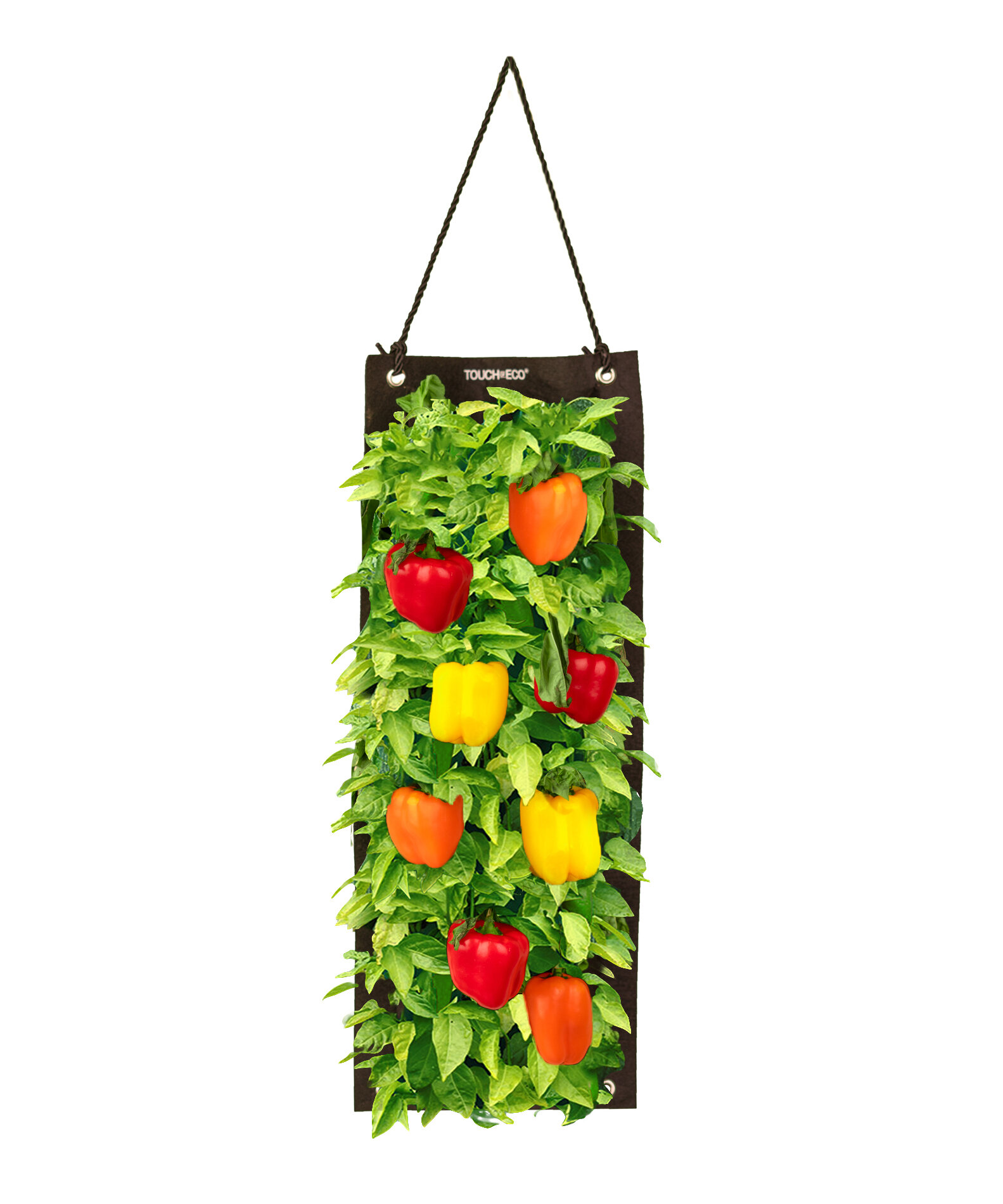 tabasco pepper plant kit