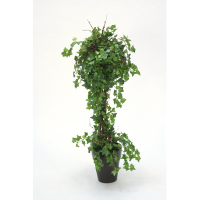 Mini Ivy Topiary in Scrolled Pot