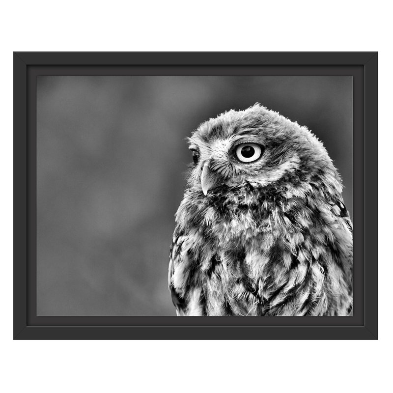 East Urban Home Gerahmtes Wandbild schöne junge Eule East Urban Home Gerahmtes Wandbild schöne junge Eule