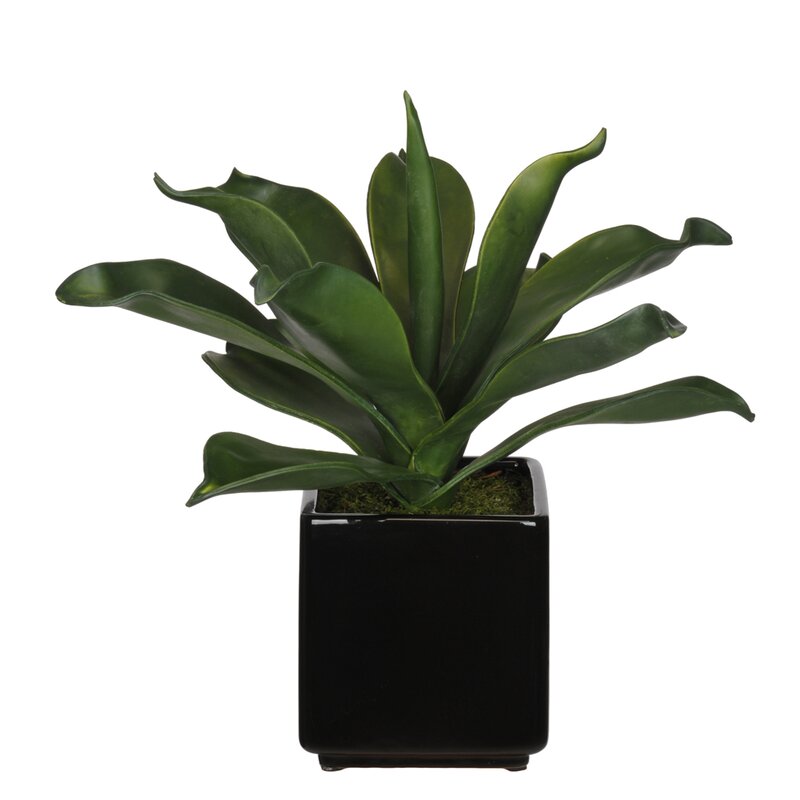 Orren Ellis Foxtail Agave Succulent in Pot | Wayfair