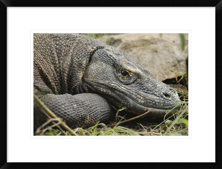 Global Gallery Komodo Dragon Nusa Tenggara Indonesia Framed Photographic Print Wayfair