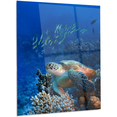 'Large Sea Turtle underwater' Photographic Print on Metal