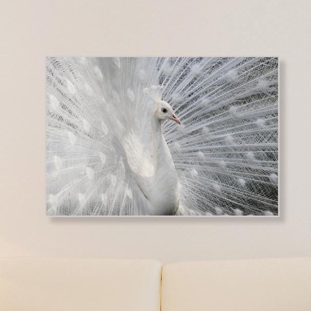Metal Art Studio Snow White Peacock By Victoria Ivanova