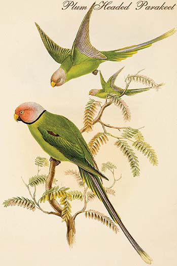 Buyenlarge Plum Headed Parakeet By John Gould Unframed Graphic Art Print Wayfair