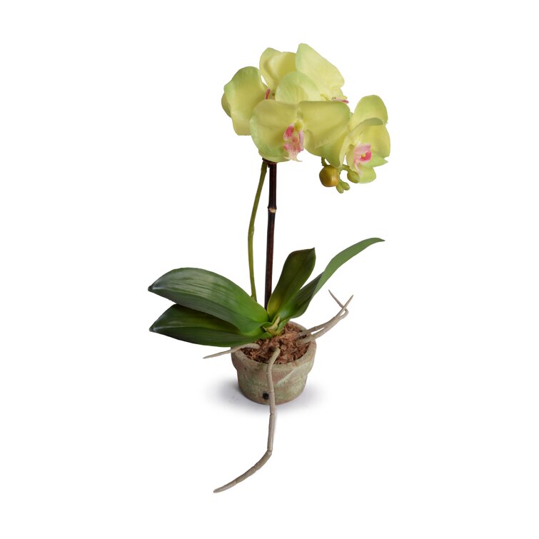 Pack of 12 18 Dancing Orchid Leaf Plant Green 