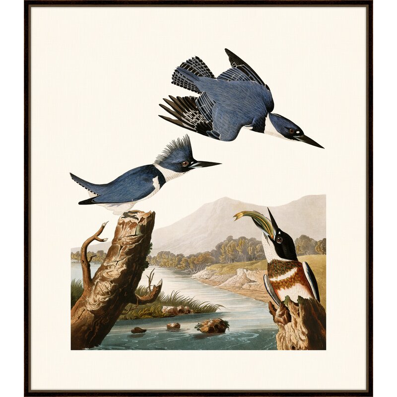 Union Rustic &#39;Audubon&#39;s Belted Kingfisher in Gold&#39; by John Audubon - Picture Frame Graphic Art ...