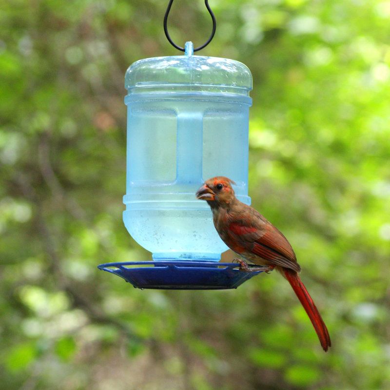 Perky Pet Water Cooler Hummingbird Feeder Reviews Wayfair