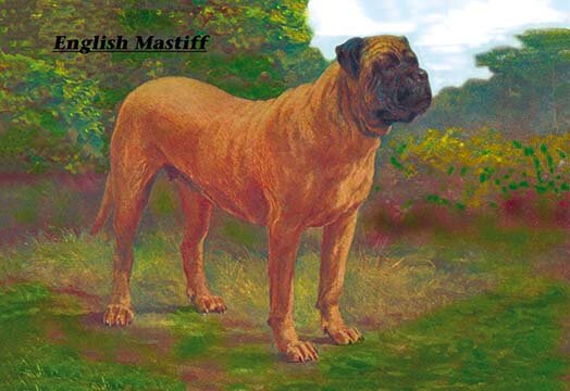 Buyenlarge Mastiff Champion - Unframed | Wayfair
