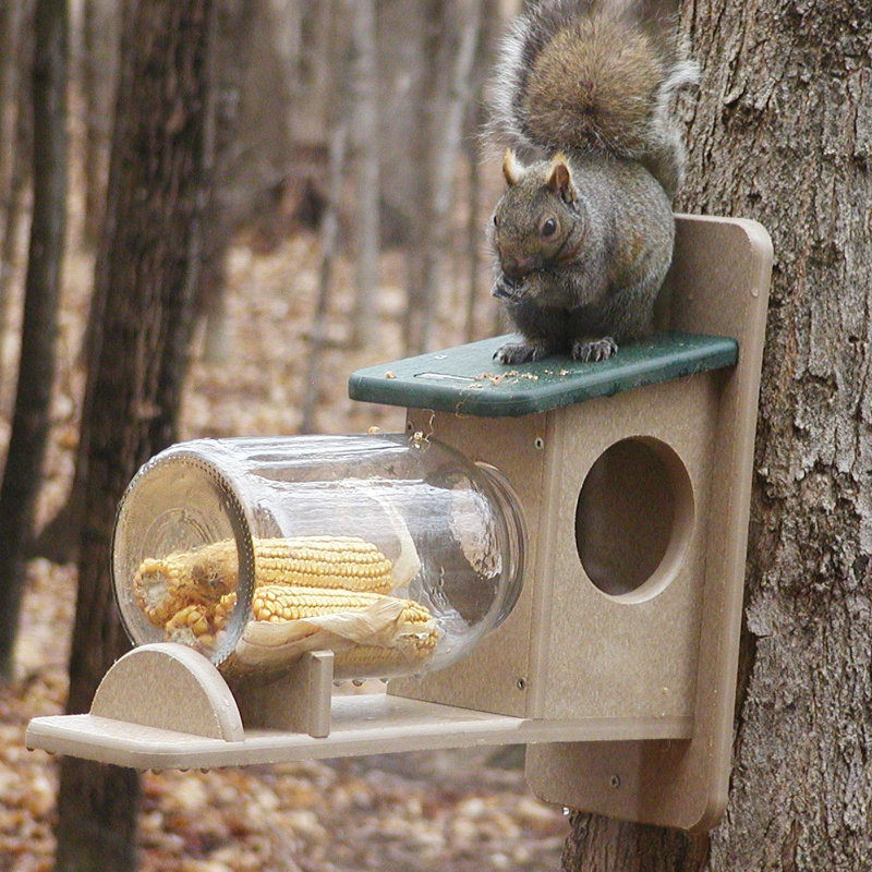 Birds Choice Recycled Jar Squirrel Feeder Reviews Wayfair