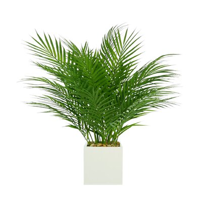 Pom Pom Palm Potted Plant Classical Wall Picture 8x10 Art Print 