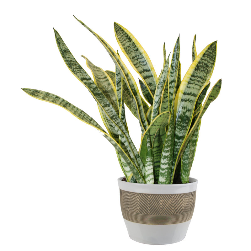 Costa Farms 12�� Live Snake Plant in Planter &amp; Reviews
