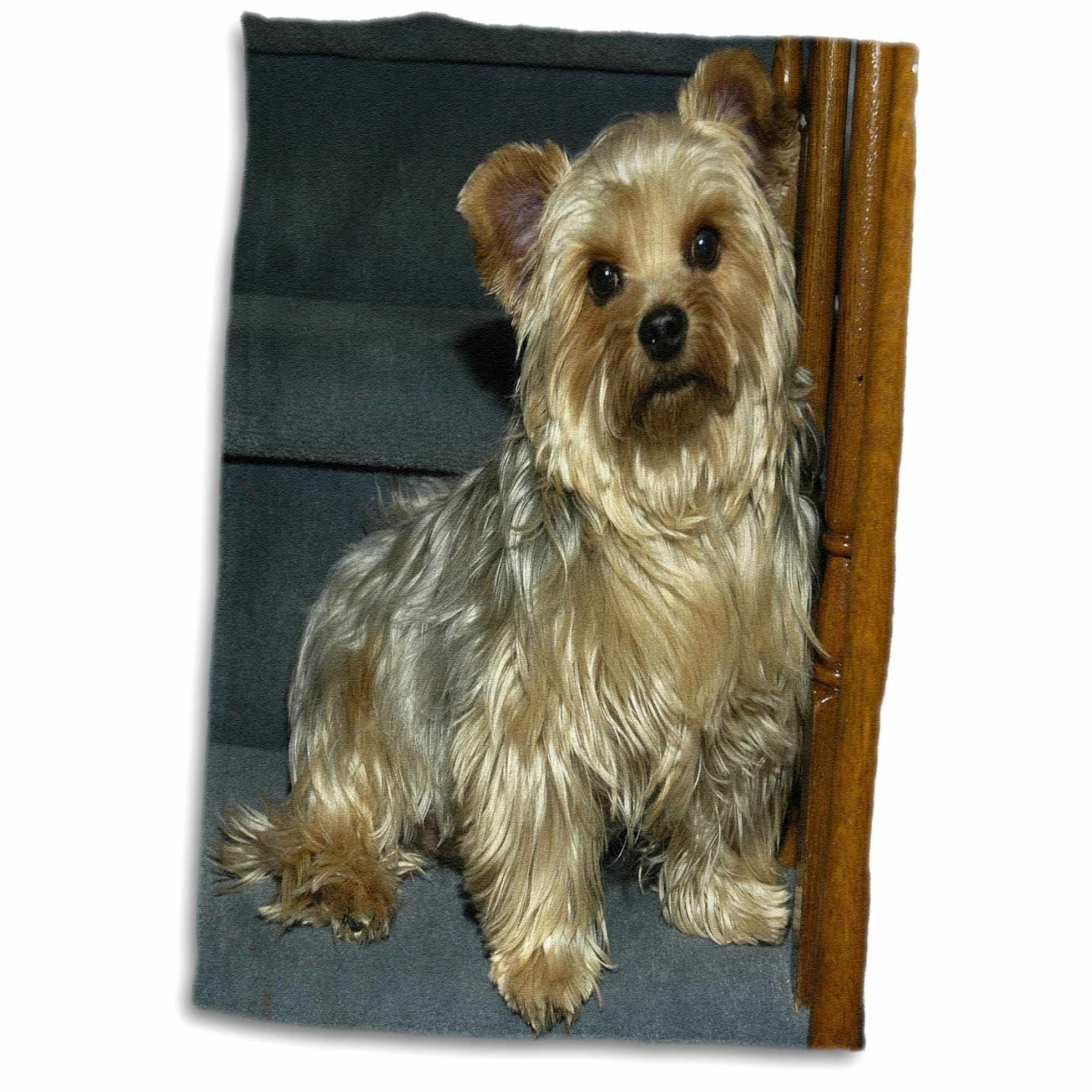 yorkie dish towels