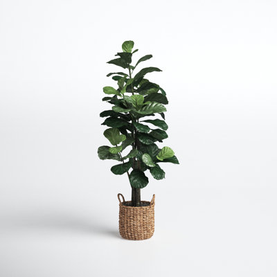 Fiddle Leaf Fig Tree with Basket