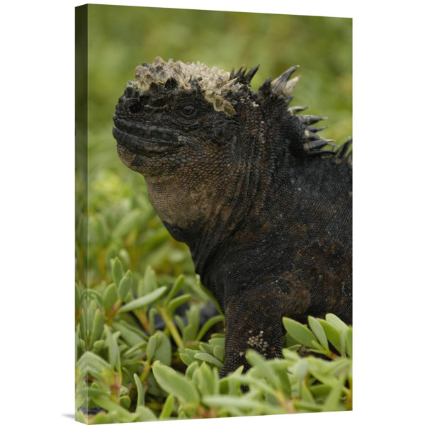 East Urban Home Ecuador Galapagos Islands Santa Cruz Island Marine Iguana Photographic Print On Wrapped Canvas Wayfair