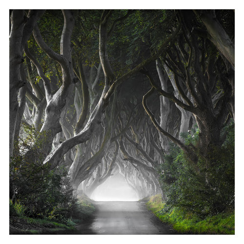 Forest in Northern Ireland 3.36m x 3.36m Textured Matt Peel & Stick Wall Mural East Urban Home