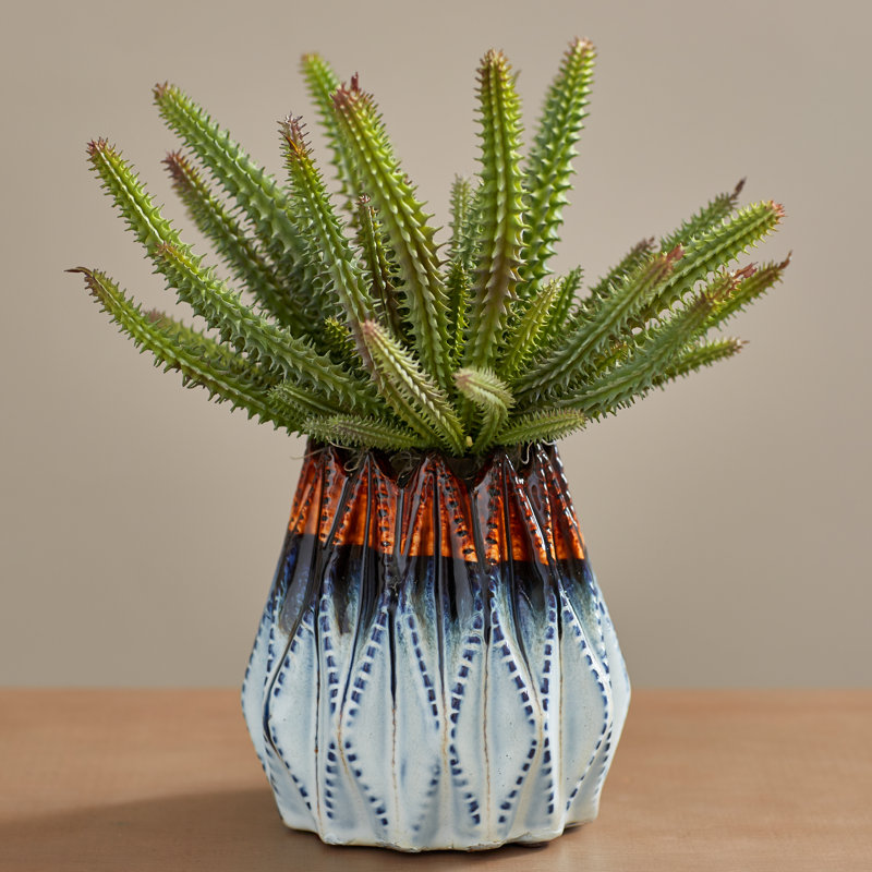 Brayden Studio Euphorbia Cactus Desk Top Plant In Decorative Pot