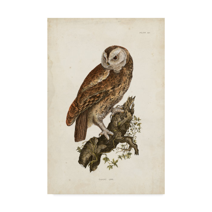 East Urban Home Tawny Owl Brown Acrylic Painting Print On
