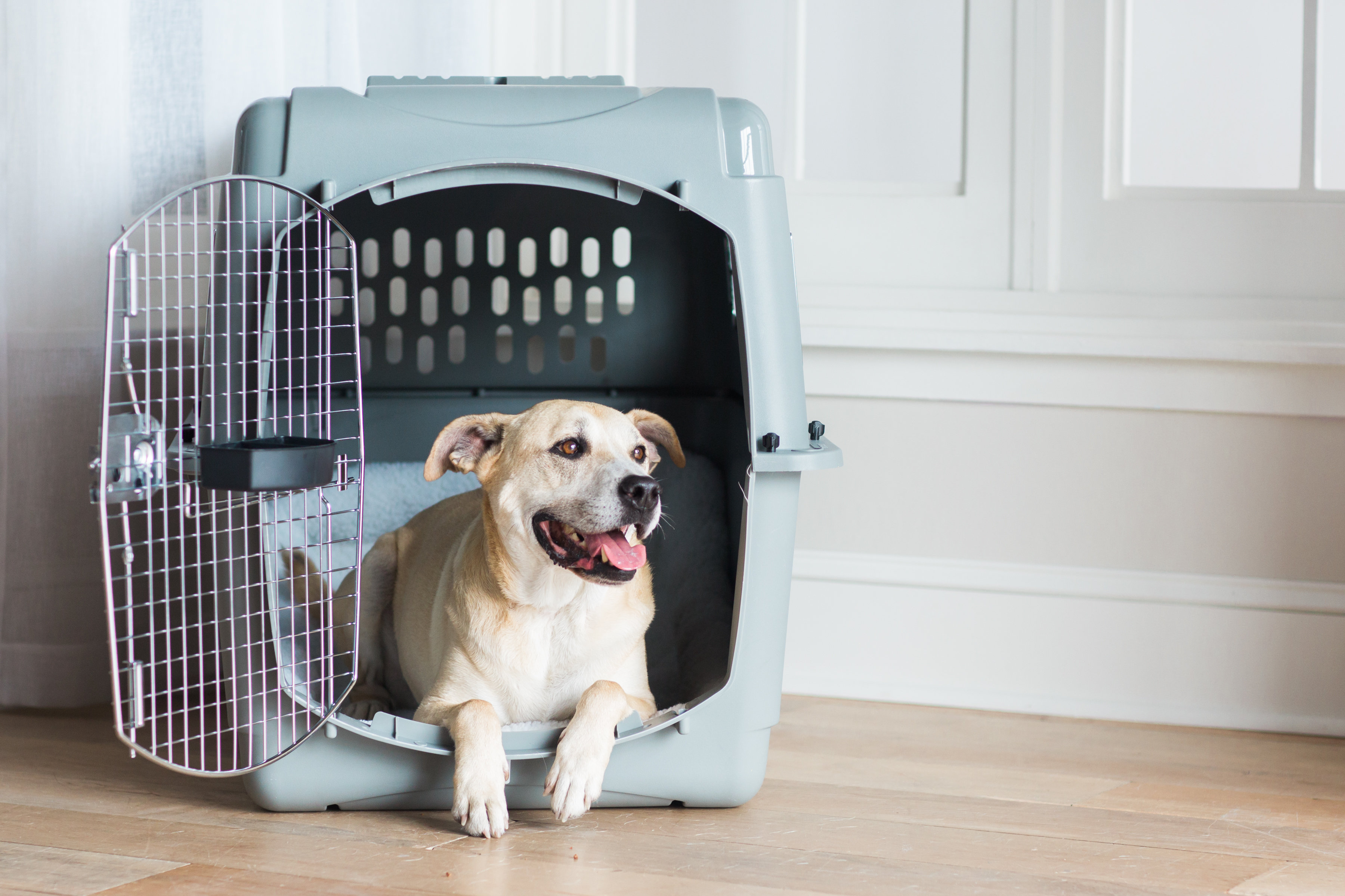 pets kennel