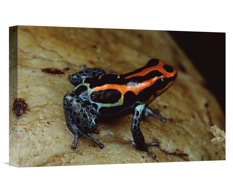 East Urban Home Rio Madeira Poison Frog Peruvian Lowlands Picture Frame Photograph On Framed Canvas Wayfair