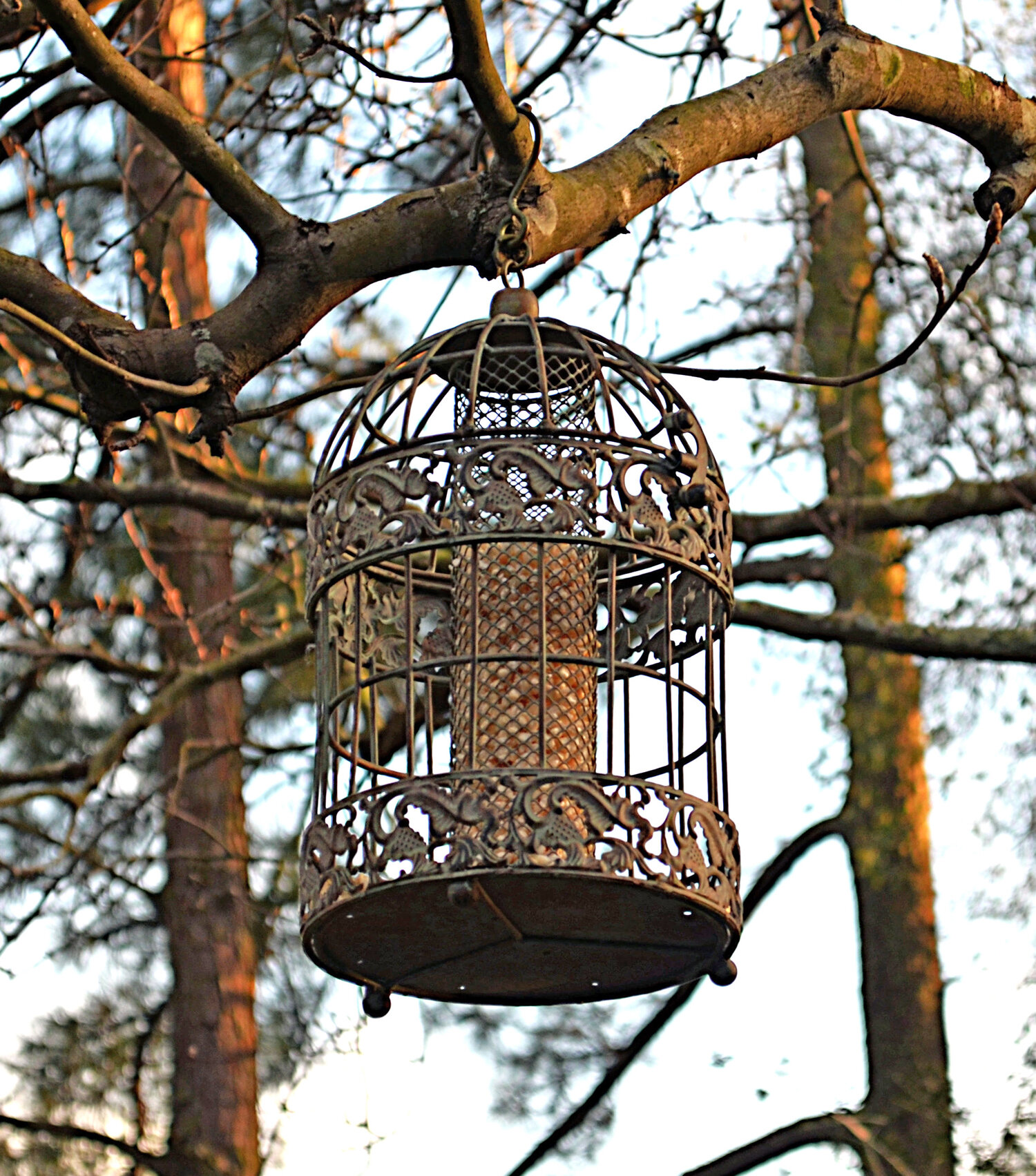 Piersurplus Squirrel Proof Caged Hopper Bird Feeder Wayfair