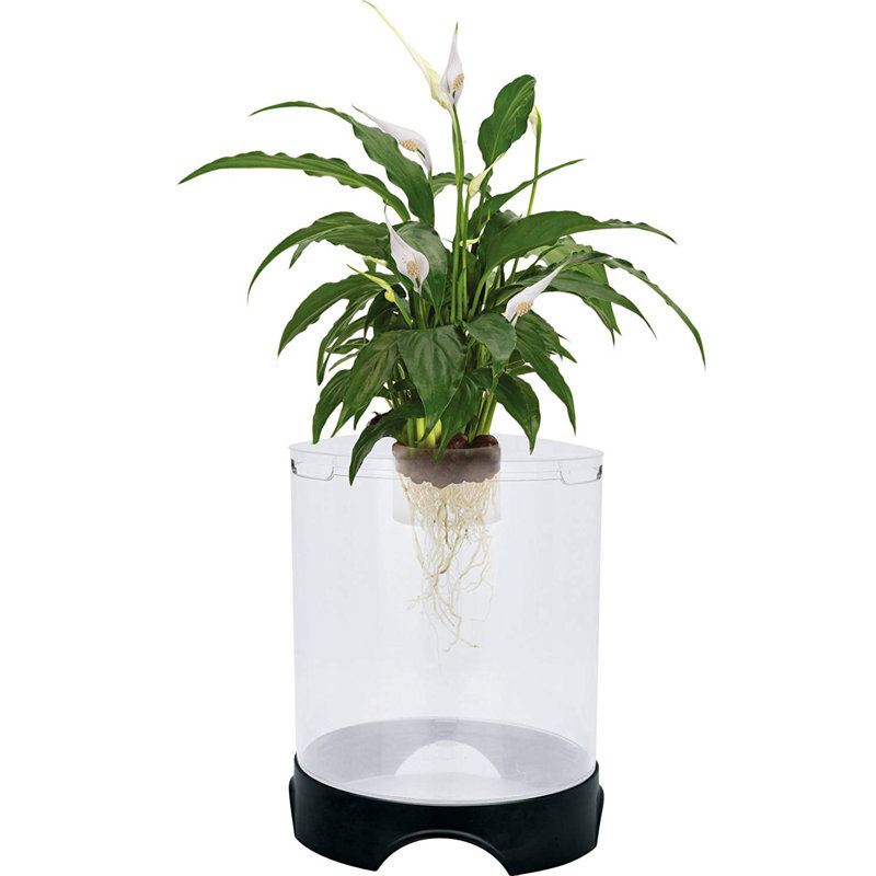 Penn Plax 1 4 Gallon Aqua Ponic Planter And Fish Habitat Aquarium Bowl Reviews Wayfair Coffee table fish aquariums of a fish tank coffee table, as they are better known is an excellent addition to the decor of any room. 1 4 gallon aqua ponic planter and fish habitat aquarium bowl